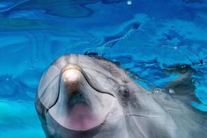 Dolphin close up portrait détail tout en vous regardant photo