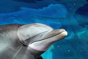 Dolphin close up portrait détail tout en vous regardant photo