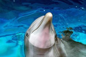 Dolphin close up portrait détail tout en vous regardant photo