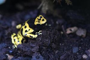 grenouille venimeuse à tête jaune photo