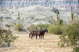 chevaux sauvages dans le désert de baja california photo