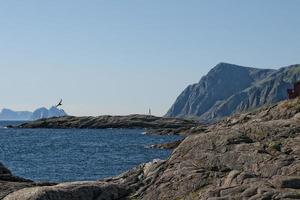 plage de sable blanc de l'île de lofoten photo