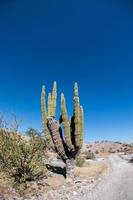 gros plan de cactus géant du désert de californie photo