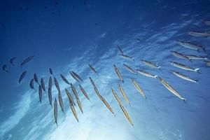 barracuda banc de poisson appât balle photo