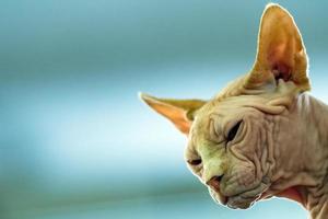 chat sphynx gros plan portrait photo