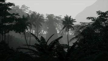 scène regardant directement dans une forêt tropicale dense photo