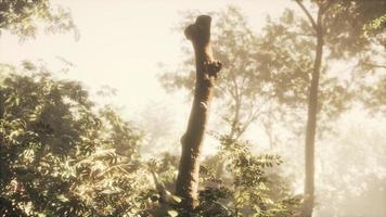 Forêt de jungle verte 8k dans un rayon de soleil photo