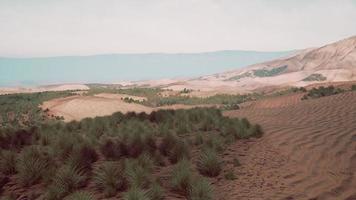 herbe verte dans le désert de liwa photo