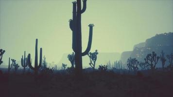 coucher de soleil sur le désert de l'arizona avec des cactus saguaro et des montagnes photo