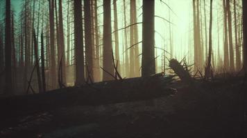 forêt brûlée dans les montagnes photo