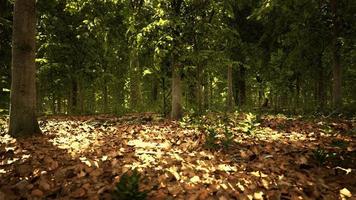 dernière lumière du jour entrant dans la vieille forêt juste après la pluie photo