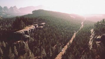 forêt de sapins un jour brumeux photo
