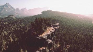 forêt de pins dans les montagnes photo