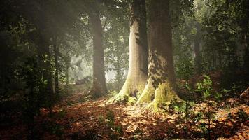 belle matinée dans la forêt photo