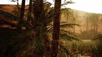 palmiers dans le désert photo
