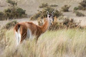 portrait de guanaco en patagonie argentine photo