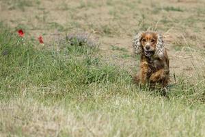 heureux chien cocker anglais en courant vers vous photo