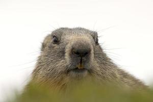 portrait de marmotte en vous regardant photo