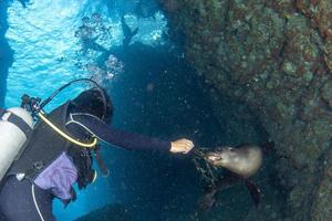 belle fille mexicaine latina plongeant avec des lions de mer photo