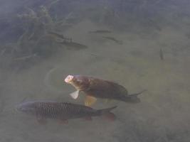 une carpe commune avalant de l'air à la surface d'un lac photo