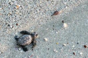 nouveau-né, tortue verte golfina, approche, mer photo