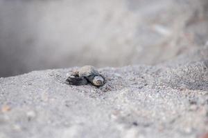 nouveau-né, tortue verte golfina, approche, mer photo