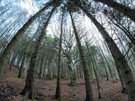 forêt de hêtres avec un très vieil arbre dans le lac calamone ventasso italie photo