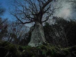 forêt de hêtres avec un très vieil arbre dans le lac calamone ventasso italie photo