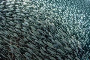 Banc de sardines sous l'eau photo