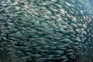 entrer dans un banc de sardines sous l'eau photo