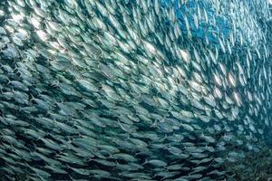 Banc de sardines sous l'eau photo