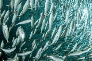 Banc de sardines sous l'eau