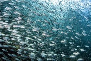 Banc de sardines sous l'eau photo