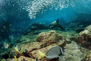 l'otarie scelle derrière la boule d'appât de sardine géante sous l'eau photo