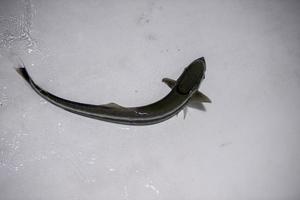 Remora Suckerfish a sauté sur le bateau photo