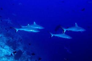 requin gris prêt à attaquer sous l'eau photo