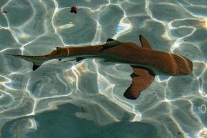 requin pointe noire sous l'eau polynésie photo