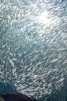entrer dans un banc de sardines sous l'eau photo