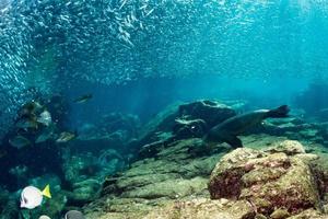 l'otarie scelle derrière la boule d'appât de sardine géante sous l'eau photo