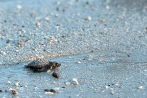 nouveau-né, tortue verte golfina, approche, mer photo