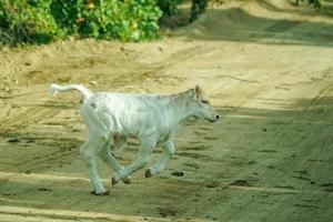 bébé nouveau-né veau blanc vache en cours d'exécution photo