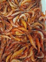 Crevettes méditerranéennes rouges fraîches dans une boîte au marché aux poissons photo