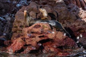 lion de mer sur les rochers photo