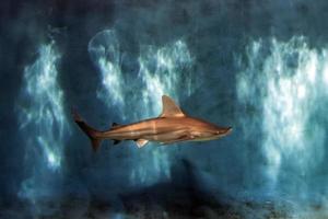 Mâchoires de requin gris prêt à attaquer sous l'eau close up portrait photo