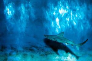 Mâchoires de requin gris prêt à attaquer sous l'eau close up portrait photo