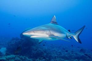 Mâchoires de requin blanc gris prêt à attaquer sous l'eau close up portrait photo