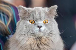 portrait de chat sibérien photo