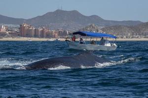 Queue de baleine à bosse giflant devant le bateau d'observation des baleines à Cabo San Lucas au Mexique photo