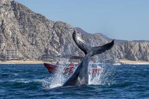 Queue de baleine à bosse giflant devant le bateau d'observation des baleines à Cabo San Lucas au Mexique photo