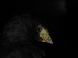 harris hawk parabuteo unicinctus isolé sur noir photo